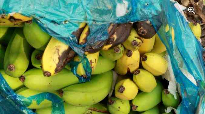 缅北上百英亩香蕉无人收购